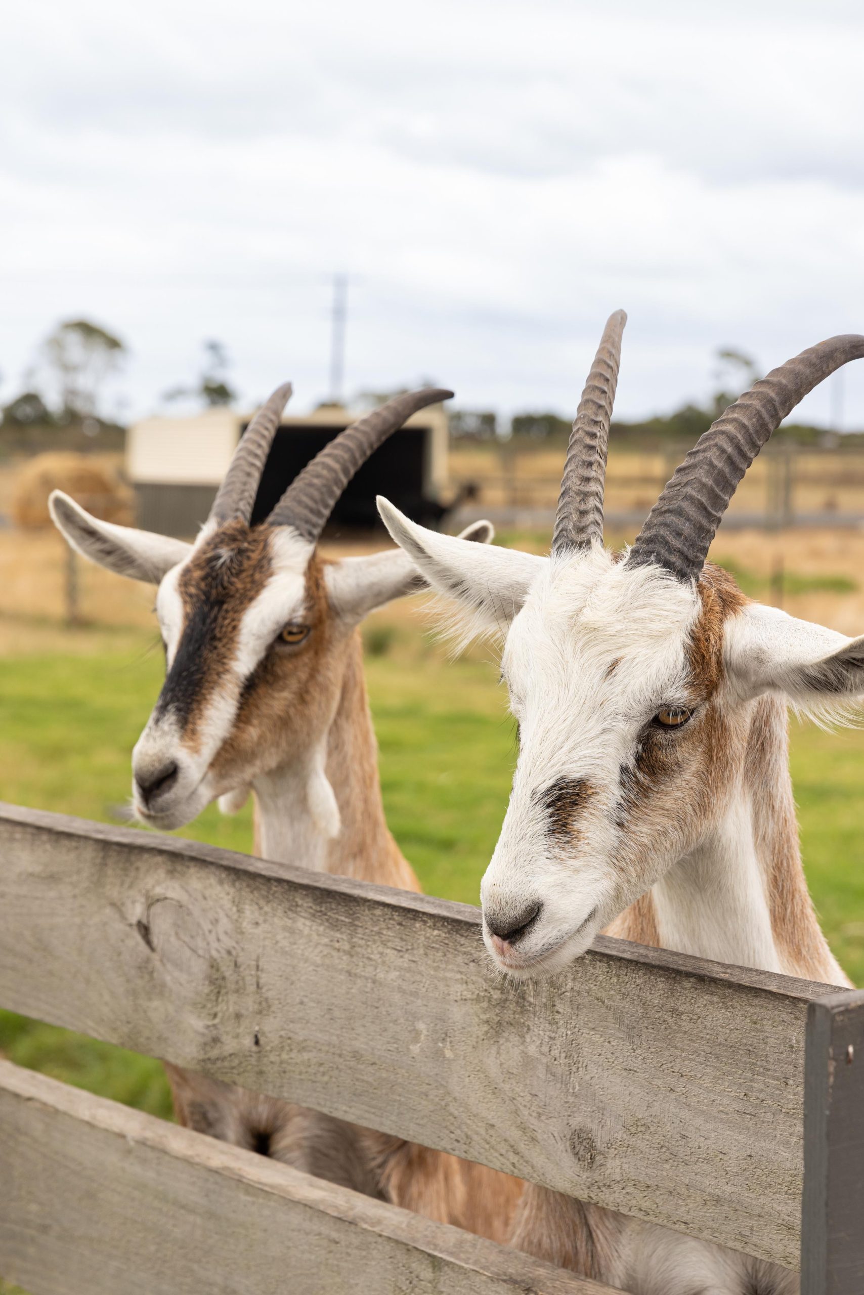 goat milk collected from our Gippsland Farm and processed on site at Caldermeade Farm